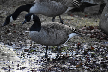 Geese