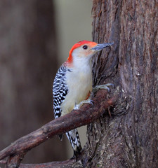 Red Bellied Woodpekcer