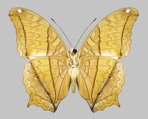 Fototapeta na wymiar Butterfly Vindula erota on a gray background