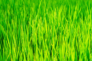 Green rice fields.Rice field. Rice green stalks.Japan.Nagoya.