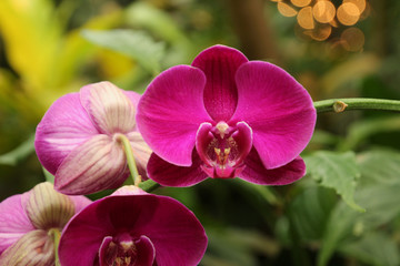 Fototapeta na wymiar Orchid Cluster