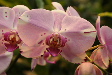 Fototapeta na wymiar Pink Orchid Close Up