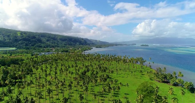 palm forest with lagoon in aerial view