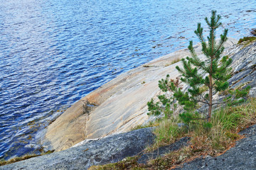 Karelian landscape - rocks, pine trees and water. Bay Chupa, White Sea, Karelia, Russia