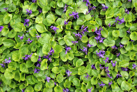 Plant 2 / Small decorative green plant in the garden