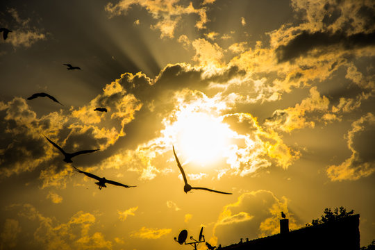 Beautiful sunset with clouds and seagulls flying above the roofs