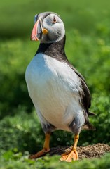 Puffin on a cliff top with a blue background