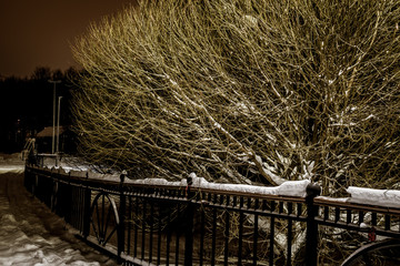 Bushes in the snowy winter night park