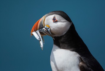 Puffin with beak full of sand eels