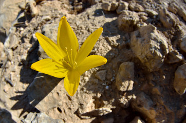 Sternbergia clusiana blossom,  a bulbous flowering plant in the family Amaryllidaceae, subfamily Amaryllidoideae, Israel