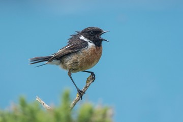 Stonechat perched on top of a bush, singing
