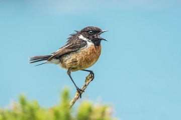 Stonechat perched on top of a bush, singing