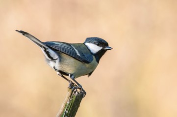 Obraz premium Great Tit posing on a branch