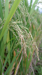 Close-up of yellow paddy rice field waiting for harvest in Indonesia