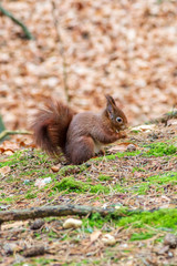 A red squirrel eating a nut, in woodland