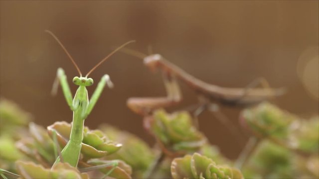 European Mantis or Praying Mantis, Mantis religiosa  