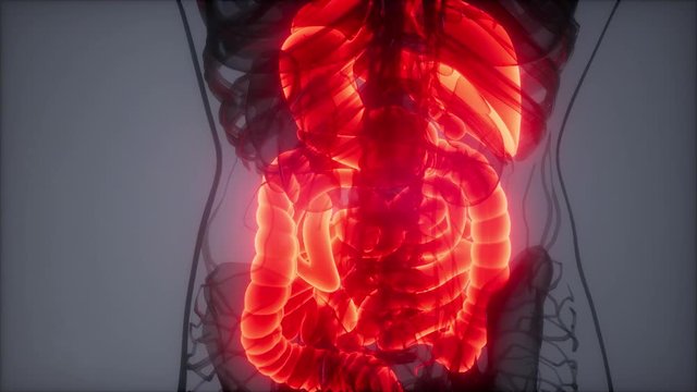 3d illustration of human digestive system parts and functions