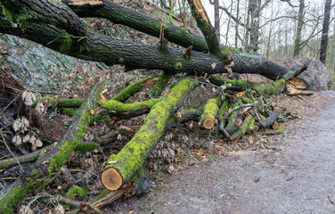 roots of a tree and pile of logs in the forest