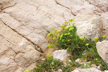 flowers on the cliff