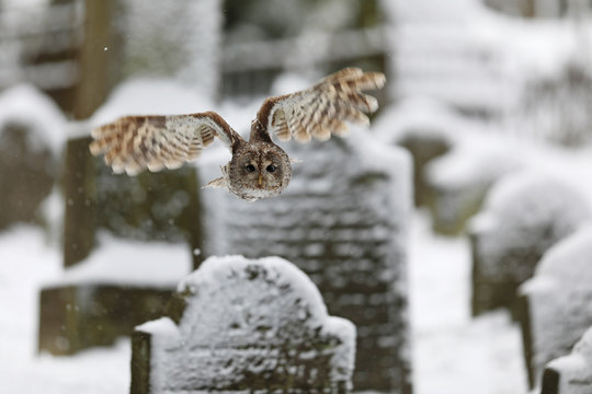 Strix aluco, Tawny owl  flying above tombstones in cemetery. Wildlife scene nature
