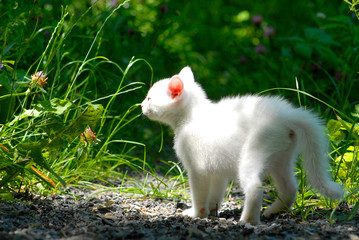 bébé chat blanc nature