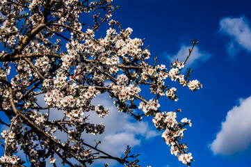 Almond flower Almond Tree Close-up Macro Photo