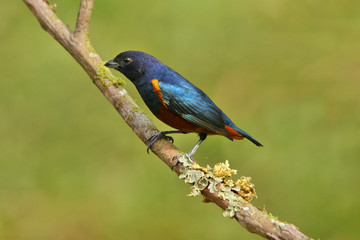 Colorful bird on branch