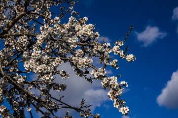 Almond flower Almond Tree Close-up Macro Photo