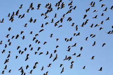 flock of birds on blue sky