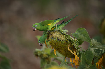 Couple of parakeet feeding