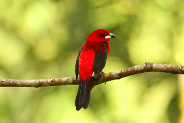 Red bird in branch