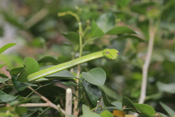 Oriental whip Snake Ahaetulla on the tree