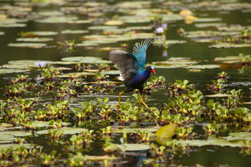Purple Gallinule running over bushes