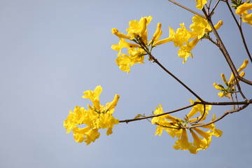 branch of a tree in spring