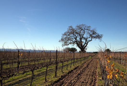 Lone California Oak tree in winter in Central California vineyard near Santa Barbara California United States