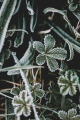 Givre matinal 