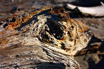 smooth and soft and warm shapes on wood. abandoned wooden logs on the sea beach. sunny winter day. sea ​​salt reaches everywhere and reaches all of nature