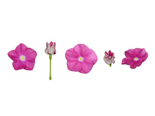 Rosy periwinkle Catharanthus roseus flowers and buds isolated on a white background