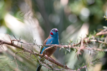 bird on a branch