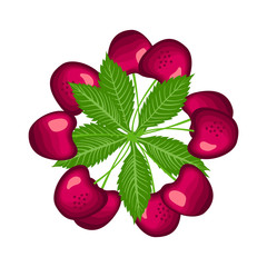 Cherry berry set isolated on white background. Vector illustration