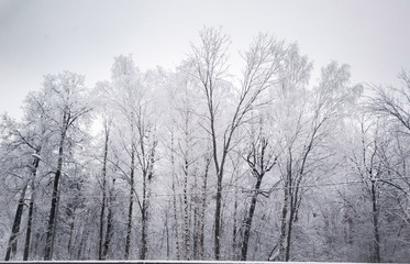 frosty trees