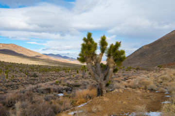 Death Valley Joshua Tree