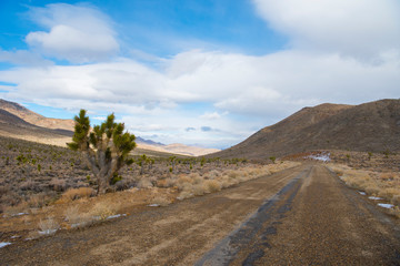 Death Valley Joshua Tree
