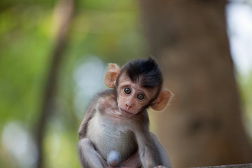 可愛いサル