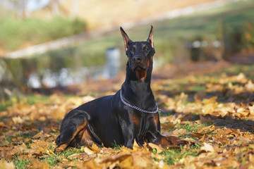 Black and tan Doberman dog with cropped ears and a docked tail lying outdoors on fallen leaves in autumn