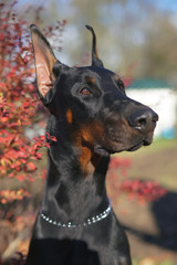The portrait of a black and tan Doberman dog with cropped ears posing outdoors near a red bush in autumn