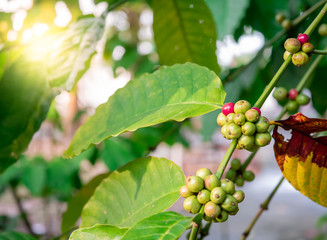 Coffee beans on the tree.