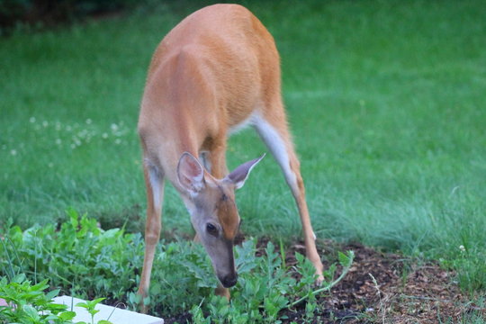 Suburban Deer Eating Up A Garden