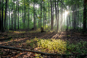 Sunrise Forest Background. Rays of sunlight shine through the trees illuminating the forest floor as a new day begins.