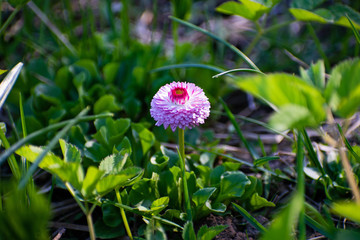 Pink daisy on green field. Daisy flower - wild chamomile. Pink daisies in the garden. Bellis perennis. © Andrei